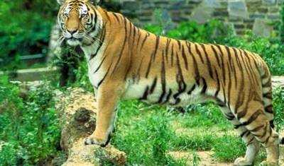 Rezerwat Tygrysów Sunderbans — 2