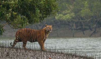 Rezerwat Tygrysów Sunderbans — 5