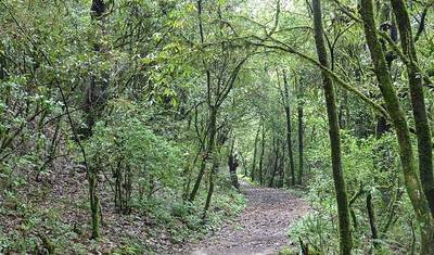 Godavari to Phulchowki- Day Hike — 2