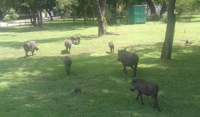 7日間 豪華タンザニア野生動物ブレイクアウェイ — 3