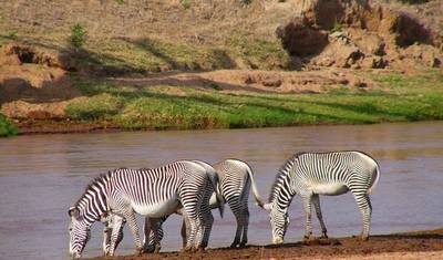 Kenya Prime Safari — 2