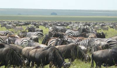 Kenya Prime Safari — 4