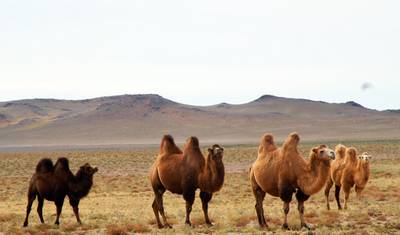 Odkryj Mongolię: Wycieczka po Pustyni Gobi — 3
