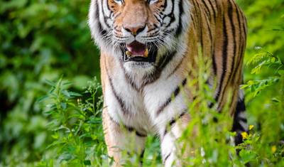 タイガー＆テイルズ デリー | Kanha | Bandhavgarh | Khajuraho | Orchha — 5