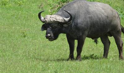 Safari de 3 Dias - Manyara / Ngorongoro / Tarangire — 2