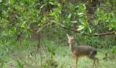 Safari de 3 Dias - Manyara / Ngorongoro / Tarangire — 5