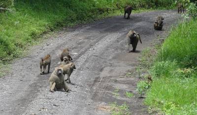 Safari de 3 Dias - Manyara / Ngorongoro / Tarangire — 3