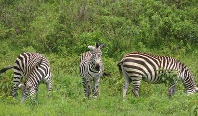 Safari de 3 Dias - Manyara / Ngorongoro / Tarangire — 4