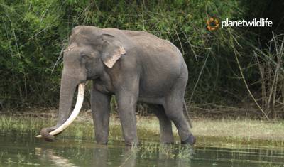 インド北東部の野生動物とサファリツアー — 3