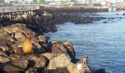 Excursão de 5 Dias de Ilha em Ilha em Galápagos: Santa Cruz e Isabela — 4