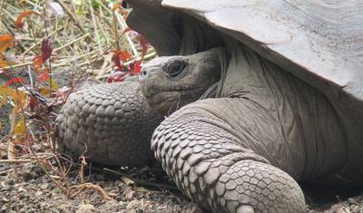 Excursão de 5 Dias de Ilha em Ilha em Galápagos: Santa Cruz e Isabela — 2