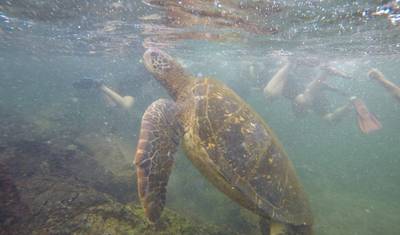 Excursão de 5 Dias de Ilha em Ilha em Galápagos: Santa Cruz e Isabela — 3