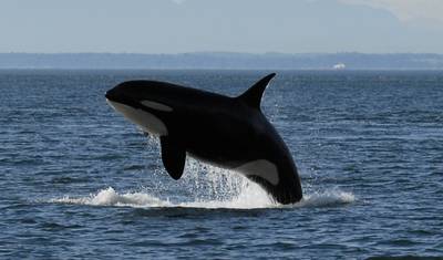 Passeio de Vida Selvagem: Orcas e Ursos-cinzentos — 2