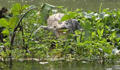 Safari na Selva de Chitwan — 3