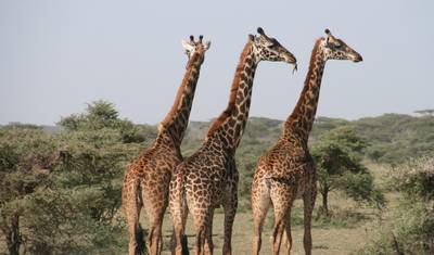 3日間 感動のタンザニアサファリ — 3