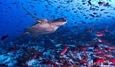 GALÁPAGOS – Salto de Ilhas com o Equador — 2