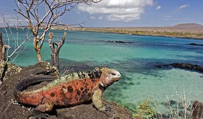 GALÁPAGOS – Salto de Ilhas com o Equador — 5