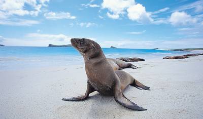 GALÁPAGOS – Salto de Ilhas com o Equador — 3