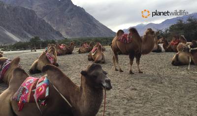 Explorador Trans-Himalaio - Ladakh, Índia — 3