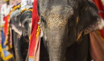 Golden Triangle Tour with 5 Star Hotel — 4