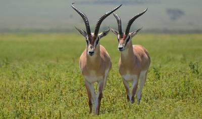 Safári Clássico de 5 Dias na Tanzânia — 4