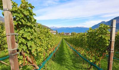 Trilho do Vinho e das Pastagens Alpinas do Tirol do Sul — 5