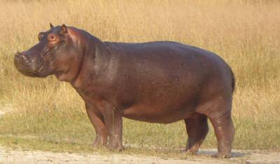 Safári de Hipopótamos em Moremi — 5