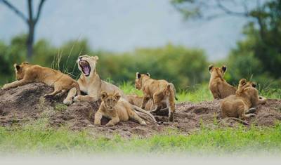 Safari de 6 dias - Migração da Vida Selvagem para o Norte (somente de julho a outubro) — 4