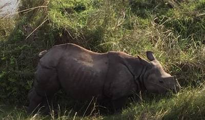 Passeio de Helicóptero ao Everest com Safari na Selva Royal Chitwan — 2