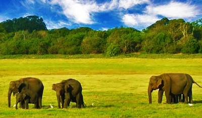 Excursão de 3 dias à Aldeia Vedda e ao Parque Nacional Gal Oya — 4