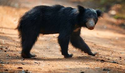 Excursão de 3 dias à Aldeia Vedda e ao Parque Nacional Gal Oya — 3