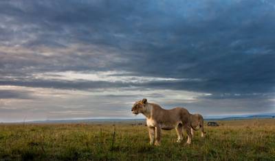 Park Narodowy Ruaha - 3 dni — 2