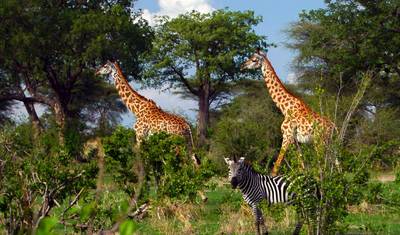 Park Narodowy Ruaha - 3 dni — 4