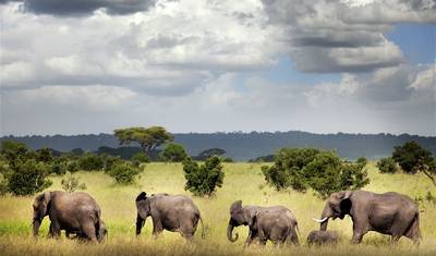 Park Narodowy Ruaha - 3 dni — 5