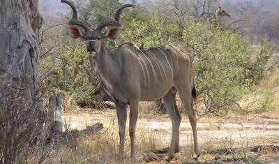 Park Narodowy Ruaha - 3 dni — 3