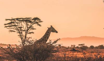 Safari de Luxo Premium de 3 Dias em Maasai Mara — 2