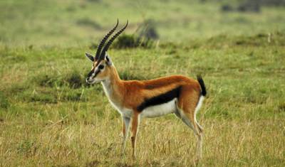 Safari de Luxo Premium de 3 Dias em Maasai Mara — 3