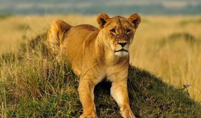 Safari de Luxo Premium de 3 Dias em Maasai Mara — 4