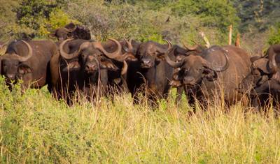 Safari de Luxo Premium de 3 Dias em Maasai Mara — 5