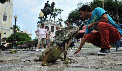 Galápagos Explorer - Guayaquil & Santa Cruz - 8 Dias — 5