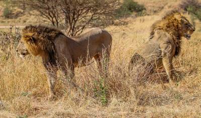 Safari de Médio Porte de 7 Dias e 6 Noites — 5