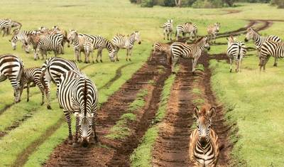 جولة لمدة 3 أيام إلى أفضل حدائق إفريقيا (Serengeti و ngorongoro crater) — 5