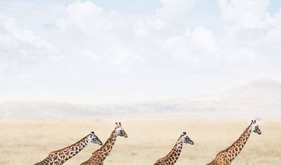 جولة لمدة 3 أيام إلى أفضل حدائق إفريقيا (Serengeti و ngorongoro crater) — 3