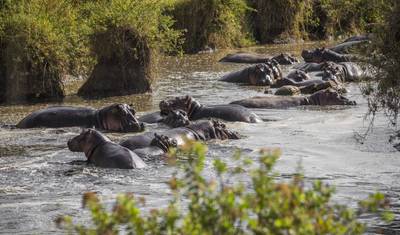 جولة لمدة 3 أيام إلى أفضل حدائق إفريقيا (Serengeti و ngorongoro crater) — 2