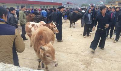 4-Day: Ba Be National Park - Ha Giang Loop — 5