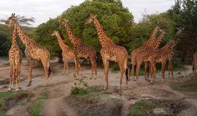4 Days Masai Mara and Lake Nakuru Budget Safari — 2