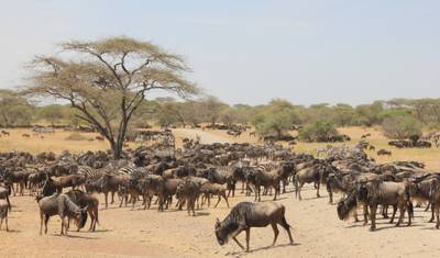 4 Days Masai Mara and Lake Nakuru Budget Safari — 4