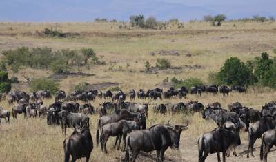 4 Days Masai Mara and Lake Nakuru Budget Safari — 5