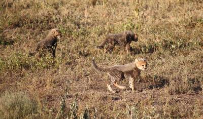 Safari, Hiking & Camping — 3