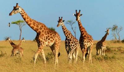 2 Dias de Safari de Vida Selvagem no Parque Nacional Murchison Falls — 3